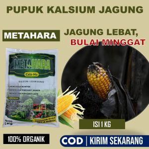 Pupuk Pengendali Jagung Bulai dan Bercak daun - METAHARA isi 1 Kg Pupuk Semprot Tanaman Jagung Lebat Berisi Anti kerdil Karat Daun Busuk Pangkal dan Batang Tanaman Jagun