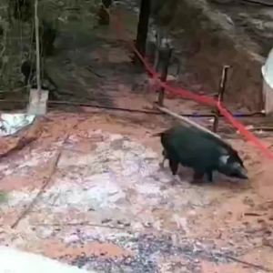 Ranch Cattle Electronic Fence Anti-Wild Boar Pig Pen Cattle Dedicated Breeding Intelligent Pulse Electric Fence Host System