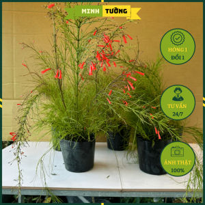 Cây Hoa Xác Pháo - Cây Liễu Tường