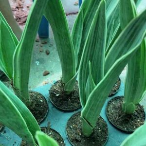 ลิ้นมังกรสยามซิลเวอร์ เป็นต้นไม้สายพันธุ์ผสม ลิ้นมังกรดาบเงิน ( SiamSilver )