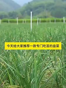 Leek sprouts four-season leek sprouts king leek sprouts high-yield vegetable crops