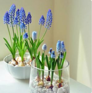 Bộ 3 Củ giống Nho lục bình (Hoa chuông xanh) - - VTNT1