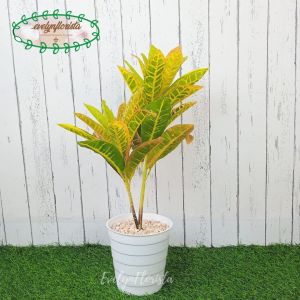 Pohon Daun Puring Worten X2 T50 Semi Latex Artificial Pot Ulir Putih Tanaman Imitasi Hiasan Taman Pajangan Ruang Tamu Aesthetic