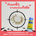 Quantum เจลกำจัดมด ควอนตั้ม 12 กรัม  ( เหยื่อกำจัดมด เจลกำจัดมด กำจัดมด ยาฆ่ามด ผลิตภัณฑ์กำจัดมด กำจัดแมลง เจลฆ่ามด ). 