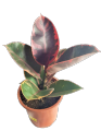 Rubber Tree 'Ruby' (Ficus elastica) (1 Pc) Plus FREE 1 pc. Philodendron or Pothos cutting randomly picked by Seller. 