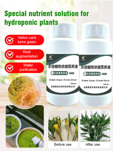 Nutrient Solution Special Fertilizer Yellow Leaf Sprinkle Gold Aranea Star Family Leaf Banyan Green Plant Potted Plant Concentrated Liquid Fertilizer