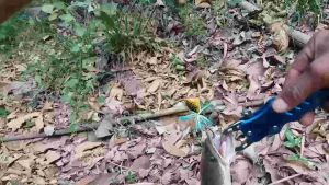 Dizzy Frog Lure Umpan Casting Gabus Paling Ampuh Rft Mancing