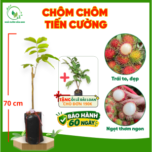 Cây Giống Chôm Chôm Tiến Cường - Trái To Cơm Dày - Ngọt Thanh - Năng Suất Cao - Cây Giống Vân Anh
