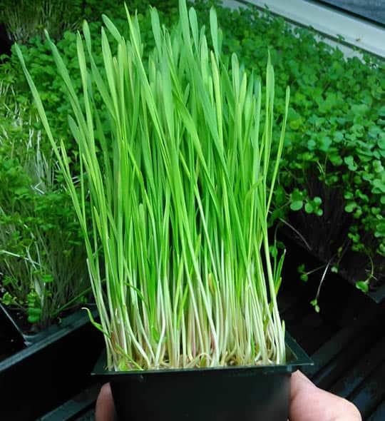 Barley Seeds (100 grams) for microgreens, sprouts and juicingbuy take 1，  50 seeds (not plants)