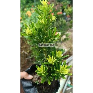 Cây tùng kim cương thuần chủng lá ngắn khít sáng đẹp cao 20-25cm