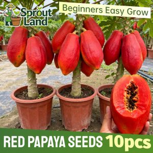 [High Germination] High Yield Sweet Red Papaya Seeds for Plating Fruit Trees (10 Seed) Tropical Red Papaya Fruit Seeds for Pot & Garden F1 Dwarf Red Papaya Tree Seeds Heirloom Red Papaya Plant Bonsai Fruit Bearing Tree Seedlings Grow Red Papaya From Seeds