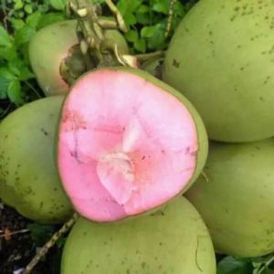 Bibit Kelapa Ijo Tanaman Kelapa Genjah Wulung Serat Pink Siap Tanam