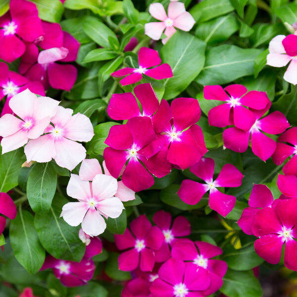 Pink Vinca Seeds - Periwinkle Seeds - Pink Flower Seeds - Rare Flower ...