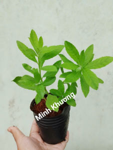 [Cây dược liệu] Chậu cúc tần chữa nhức đầu đau nhức xương - Minh Khương