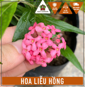 Cây Hoa Liễu Hồng - Tổng thể tầm 30-40 cm - Hoa chịu nắng tốt!