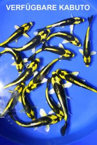 SATU PASANG IKAN KOI KABUTO SLAYER 7-9CM