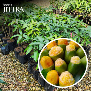 จิตตรา ต้นพันธุ์มะม่วงกะล่อนโบราณ เสียบยอดสูง 60-80 cm ปลูกปีเดียวติดลูก พร้อมส่ง เครมฟรี ต้นพันธุ์ผลไม้ ต้นเตี้ย ผลดก