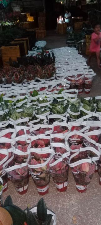 Philodendron%20Imperial%20Gold%20-%20Image%207