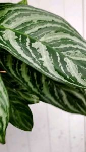 SOV real live plant pokok hidupAglaonema Manila Whil Indoor Plants