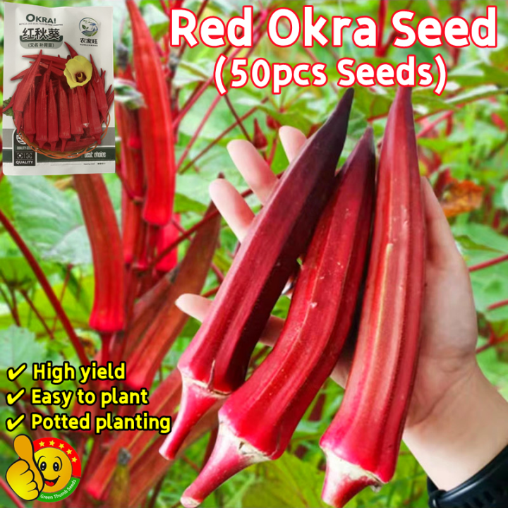 100% Original High Yield Red Okra Seeds Sale (Fresh 50pcs Seeds) Red ...