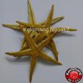 Bintang Laut size L Mix Gold. 