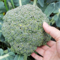 Fresh Organic Broccoli Seeds for Planting (300 Seed) biji benih brokoli 西兰花种子 High Yield Legit Broccoli Sprouts Seeds F1 Green Cauliflower Seed Microgreens Seeds Vegetables Seeds for Gardening Balcony Potted Live Vegetable Plants Veggie Seeds benih sayur. 