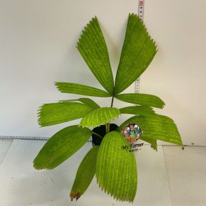 Licuala Maculata Rare Plant Real Plant