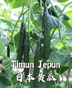 Benih Timun Jepun (20 Seeds)/日本黄瓜种子/Japan Cucumber Seeds