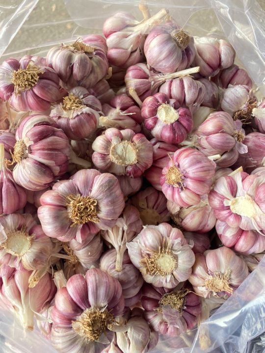 (Mi%E1%BB%85n%20ph%C3%AD%20ship%20100%25)%20#1Kg%20t%E1%BB%8Fi%20t%C3%ADm%20%C4%91%C3%A0%20l%E1%BA%A1t%20th%C6%A1m%20ngon,%C4%91%E1%BA%A1t%20chu%E1%BA%A9n%20lo%E1%BA%A1i%201(t%E1%BB%8Fi%20c%C3%B4%20%C4%91%C6%A1n,t%E1%BB%8Fi%20l%C3%BD%20s%C6%A1n,t%E1%BB%8Fi%20t%C3%ADm,h%C3%A0nh%20t%C3%ADm%20l%C3%BD%20s%C6%A1n,h%C3%A0nh%20t%C3%ADm%20phan%20rang,h%C3%A0nh%20t%C3%ADm%20%E1%BA%A5n%20%C4%91%E1%BB%99%20-%20Image%209