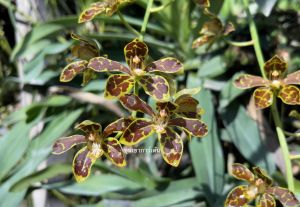 🌼 แกรมมาโต🌼 ต้นสูงประมาณ 1 ฟุต 1ตะกร้ามี 4-8 ลำต้น กำลังแทงช่อดอก ออกดอกตลอดปี ดอกลายน้ำตาล /ขุนเขาการ์เด้น