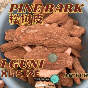 1 guni XXL size PINE BARK/ Pine scale Orchid potting Pine Bark MURCH GARDENING PLANTING PINE BARK 松鳞松树皮 树皮