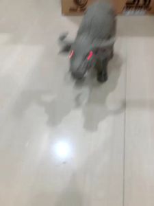 Mainan Anak Kerbau Suara & Berjalan