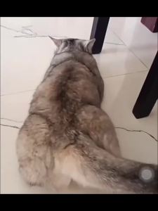 Pheromone spray for dogs and cats helps reduce anxiety alleviates restlessness during estrus and prevents barking. Abehavior management product.