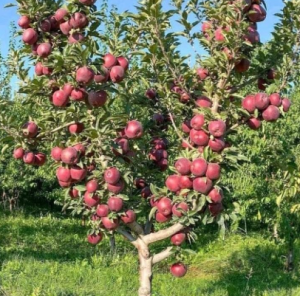 Bibit apel fuji merah tinggi 90cm cangkok cepat berbuah