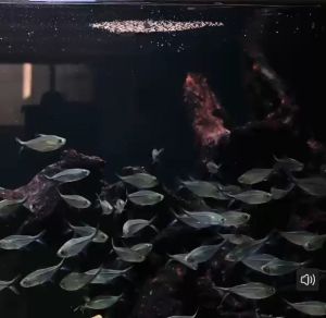 98% High Purity De-Shelled Artemia Brine Shrimp Eggs Fish Food for Guppy Betta Fry Small Fish Baby Fish Direct Feed