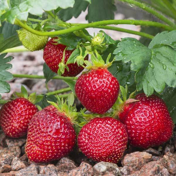 Pohon Strawberry Sudah Berbuah | Stroberi California | Lazada Indonesia