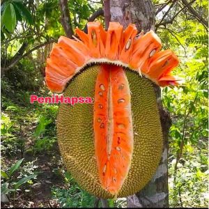 Bibit Nangka Merah Super Okulasi Cepat Berbuah