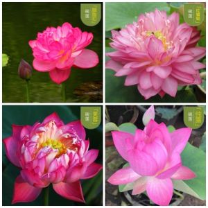 Siap Potong Biji Benih Teratai Bunga Teratai Open Sided 20 Types Lotus Seeds Water Lily Garden Plant Flower Seed Aquatic Plant Teratai 5pcs 睡莲种子碗莲种子莲花种子芙蓉种子