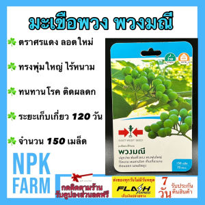 ศรแดง มะเขือพวง พวงมณี หมดอายุ 10/04/2569 จำนวน 150 เมล็ด/ซอง เมล็ดพันธุ์ ลอตใหม่ ปลูกง่าย ต้นแข็งแรง ทรงพุ่มใหญ่ ไร้หนาม ทนทานโรค ระยะเก็บ 120 วัน