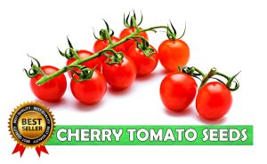 SULIT PACK! CHERRY TOMATO (20PCS SEEDS) - CHERRY RED MARBLE/HIGH YIELDING/MORE PROFIT/EASY TO GROW