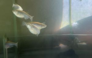 [Livestock] Zebra danio (10pcs) | Live Pet fishes | Small Medium Animal | Aquarium fish | Aquatic