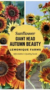 Giant Blooms Autumn Beauty Sunflower Seeds multi-color sunflower seeds