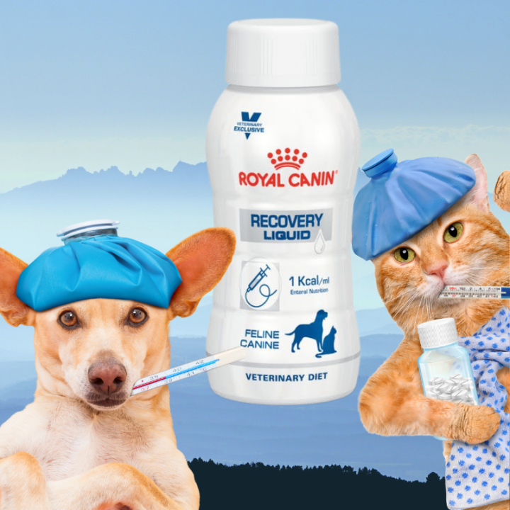 Recovery Liquid royal canin Canine Feline Dog Cat 200ml (1 bottle) anjing  kucing