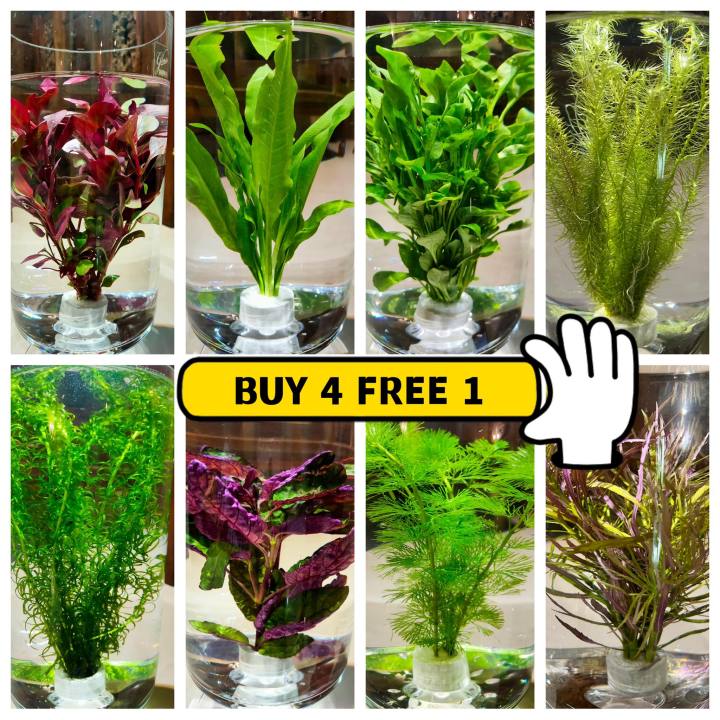 Aquatic Plant High Quality Buy 4 Free 1 / Aquarium Water Plants / Ready