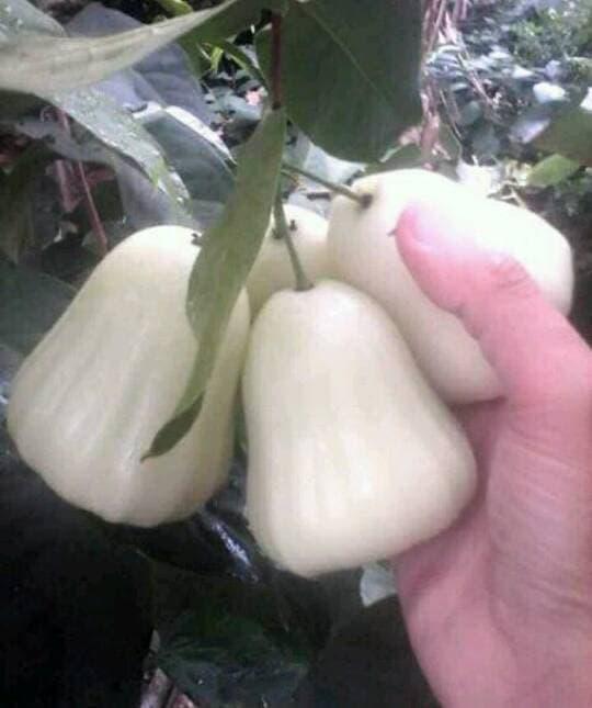 Bibit Jambu Air Madu Susu -_- | Lazada Indonesia