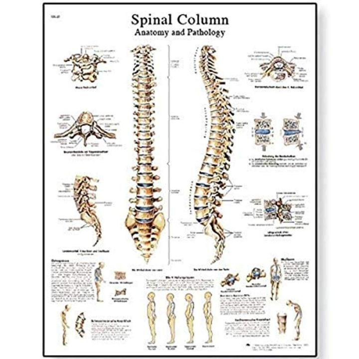 VRUU Canvas Painting Wall Decor Spinal Column Anatomical Chart Poster ...