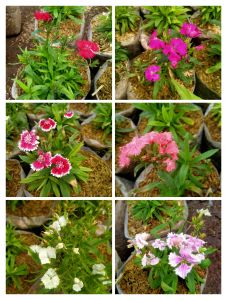 Bunga Diantus/Anyelir Warna Acak