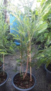 ทีทรีออยล์ ต้นสูง 70-80 cm. ต้นสวยและแข็งแรง (กทม)