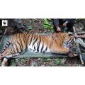 Donate RM100 to Help Save Our Malayan Tigers - WWF Malaysia. 