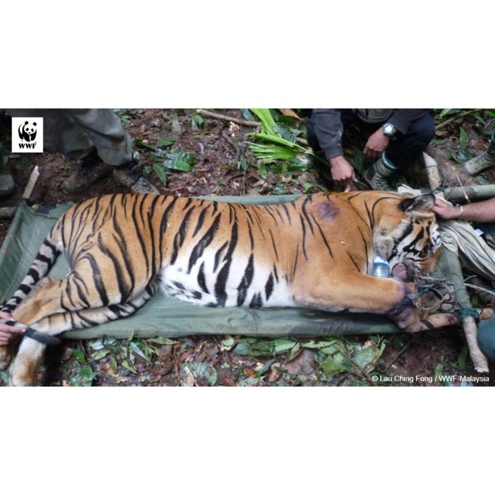 Donate%20RM100%20to%20Help%20Save%20Our%20Malayan%20Tigers%20-%20WWF%20Malaysia%20-%20Image%204